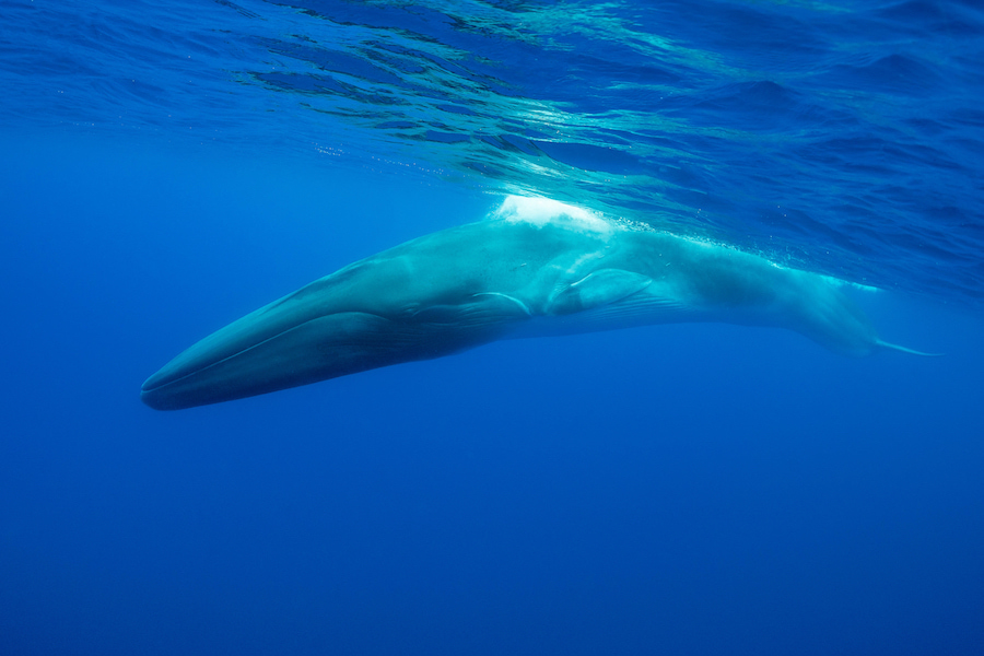 Il Santuario Pelagos è compreso nel bacino corso-ligure-provenzale